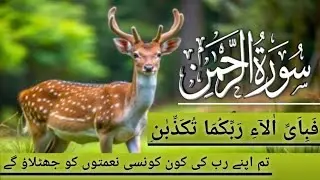 Surah Ar Rahman سورۃالرحمن Ep00524 Heart touching Recitation voice of sheikh Noman uddin