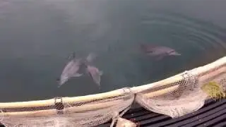 Ric O'Barry and Korean Dolphin Rehab and Release