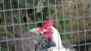 The Saddest Crow on a Mini-Rooster