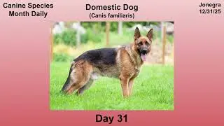 Canine Species Month Daily - Day 31: Domestic Dog