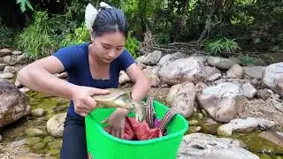 Harvesting Many Rare Tree-Dwelling Stone Snails & Goes to Market Sell – Farm Care Life