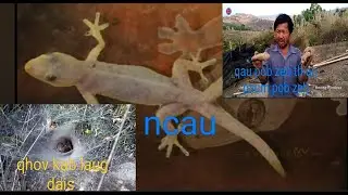 Tham txog yam khoom zoo khaws ua pov haum #1million #2