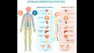Biology Somali ( nervous system)