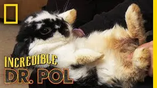 What's Wrong With Bear the Rabbit? | The Incredible Dr. Pol