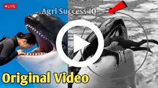 Jessica Radcliffe Video | Jessica Radcliffe and Orca Attack | Jessica Radcliffe Attacked by Orca