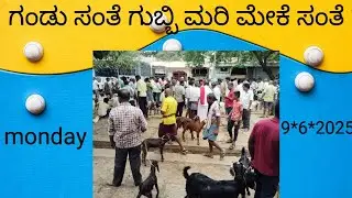 Small is  Beautiful gubbi sheep and goat market 9*6*2025 @ agrianimals
