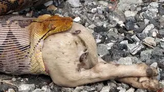 Fascinating wildlife documentary