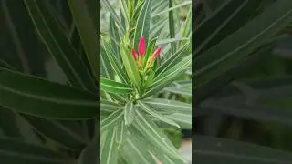pink kaner #shorts #shortsfeed #viralshort #shortvideos #viralvideo #tiktok #waitfortheen