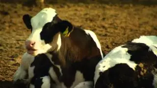Why California Dairy? California Farms are Family Farms. Watch Their Stories