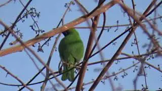 Golden front chlorepsis - Green Bird