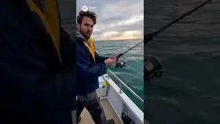 Cought on camera big shark passes by a fishing boat #sharks #youtubeshorts #fyp