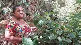 Vem ver a diferença do capeba com pariparoba .