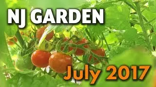 Backyard Organic Raised Bed Garden Tour in NJ - July 2017