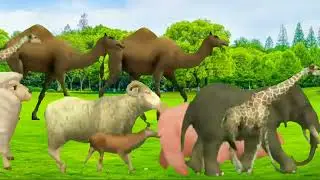 Dear horse tiger horse elephant donkey monkey junglee janvaro ki jabardast running video funny video