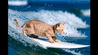 Meow Extreme - Hilarious Surfing Cats Ride Ocean Waves! Epic Moments!