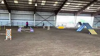 Gladys AKC open std 8/3/24