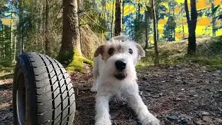 Cute tiny dog barking at car tire and funny kids and dogs video