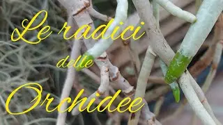 Le radici delle orchidee cosa ci dicono