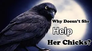Why Crow Parents Don’t Rush to Help Their Chicks (And Why It Matters)