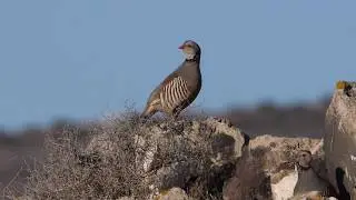 Alectoris barbara