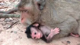 Big Bertha Chapter 4 - Baby Georgie Monkey Today