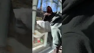 Bad mood Sami sphynx #sphynx #catlover #pawsn #cat #badmood #mood #sphinxmystery #sphinx