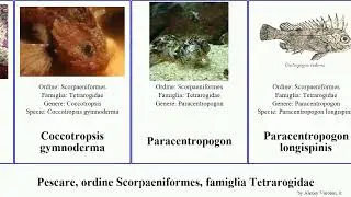 Pescare, ordine Scorpaeniformes, famiglia Tetrarogidae fish Paracentropogon Coccotropsis Light