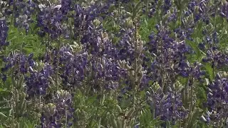 Lady Bird Johnson Wildflower Center explains timing of flower blooms