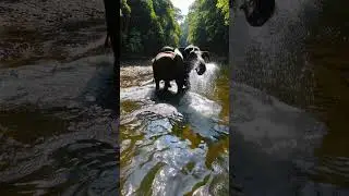 An elephant sprays water from its trunk into the river surrounded by a herd.