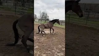 Stretchy man 😍 #horses #pony #bays #geldings #equestrian #viral #fyp #stretch
