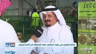أحد ملاك معاصر الزيتون في #تبوك: أكثر من 800 ألف شجرة مثمرة لأشجار الزيتون حتى الآن