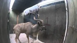 Lesser Kudu vs Greater Kudu