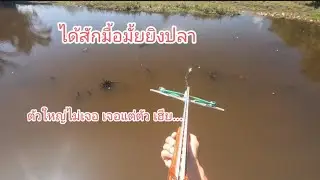 Shoot fish in hot weather #shootfish #fishing #nature