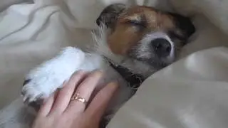Dog wants belly rubs