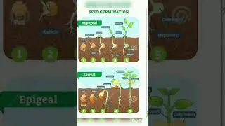Seed germination | Dicot Monocot | Easiest way to learn Botany | @PakBotanist