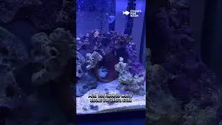Reef tank upgrade!! I finally have a frag rack