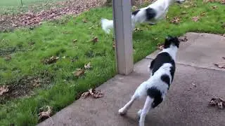 Bouncy Borzoi Puppy plays with Silkens from a distance 