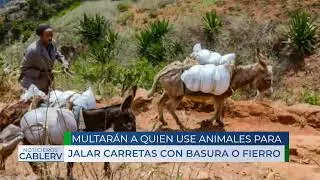 Multas de hasta 13 mil pesos a quien use animales para jalar carretas con basura o fierro
