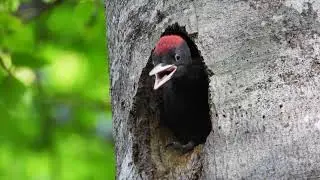 CORTOMETRAJE PICAMADEROS NEGRO Dryocopus martius