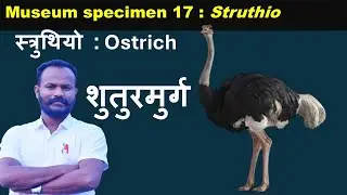 Museum specimen 17: Struthio : Ostrich: by Anand sir