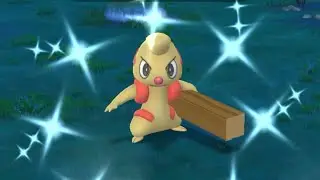 捕捉色違搬運小匠✨Catch shiny Timburr✨