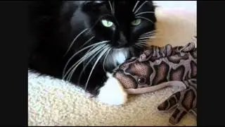 Pyewacket and the Lizard King