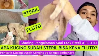 APA KUCING SUDAH STERIL MASIH BISA KENA FLUTD ? / Penjelasan Soal Efek Steril Kucing terhadap FLUTD