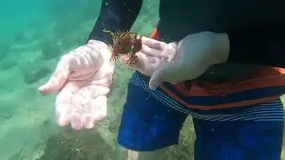 Snorkelling Hat Head Creek 25/01/26