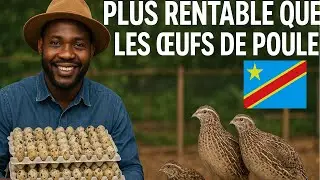 Ils ignorent ce business pourtant ces œufs valent de l’or ! Les œufs de caille petits & rentables !