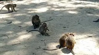 Poor Baby Monkey Eating in Fear Because Other Big monkey Come To Attack And Grabbed......