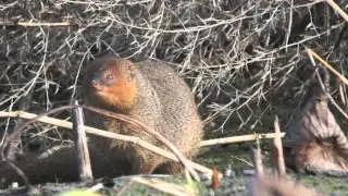 Small Asian Mongoose