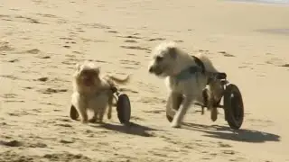 WUF Features - Custom Wheelchairs for Dogs!