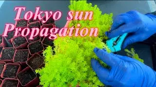 Tokyo sun propagation
