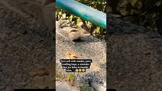 🌿❤Soul finds peace in nature's quiet gift.😍😌 #viral#trending#vlog#fyp#ytshorts#cute#squirrel#shorts